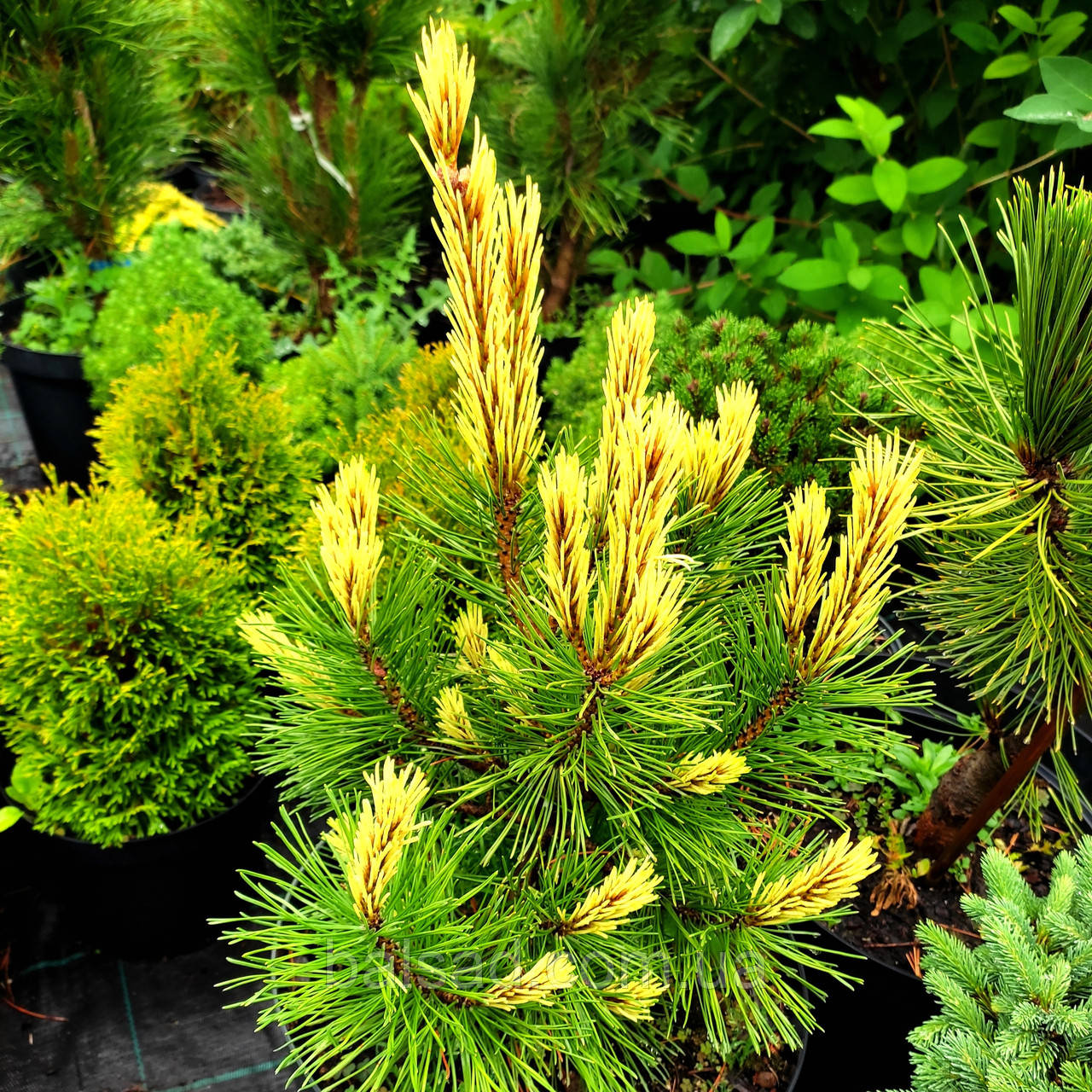 Сосна гірська Місті / С5 / h 40-50 / Pinus mugo Misty
