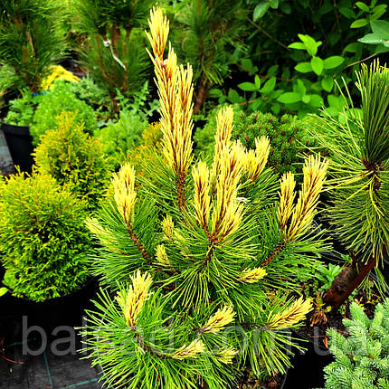 Сосна гірська Місті / С5 / h 40-50 / Pinus mugo Misty, фото 1