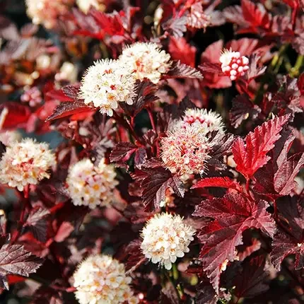 Саджанці Пухироплідник Леді ін Ред (Physocarpus opulifolius Lady in Red), фото 1