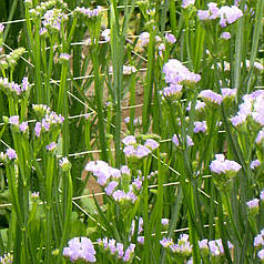 Шпалера сітка для огірків TENAX ОРТІНЕТ 170х150 мм 1,7х10 м біла