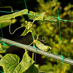 Шпалера сітка для огірків Bradas Plant Net 150х170 мм 1,7х100 м