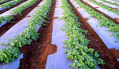 Мульчувальна плівка чорно-срібляста Sotrafa 25 мкм 1,2х1000 м