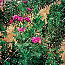 Шпалера сітка для огірків TENAX ОРТІНЕТ 10 FGPO 125х125 мм 1,12х1000 м, фото 4