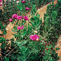 Шпалера сітка для огірків TENAX ОРТІНЕТ 7 FG 80х100 мм 1,02х1000 м