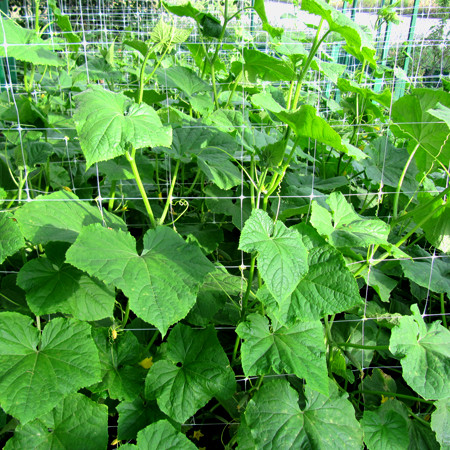 Шпалера сітка для огірків TENAX ОРТІНЕТ 10 FGPO 125х125 мм 1,12х1000 м