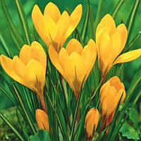 Крокус великоквітковий Yellow 9/10