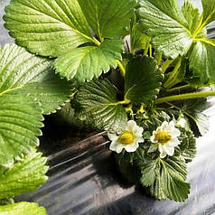 Мульчувальна плівка чорна Пластмодерн 30 мкм 1,2х1000 м (6 місяців)