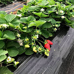 Мульчувальна плівка з перфорацією чорна Пластмодерн 40 мкм 1,2х1000 м (24 місяці)