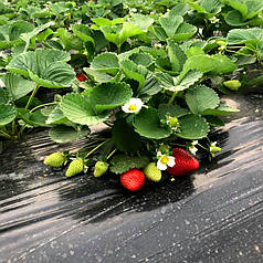 Мульчувальна плівка з перфорацією чорна Пластмодерн 30 мкм 1,2х500 м (24 місяці)