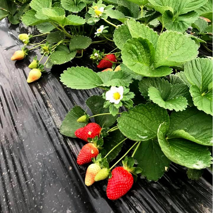 Мульчувальна плівка з перфорацією чорна Пластмодерн 40 мкм 1,2х500 м (24 місяці)