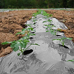 Мульчувальна плівка чорна Пластмодерн 30 мкм 0,75х1000 м (6 місяців)