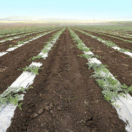 Мульчувальна плівка прозора Пластмодерн 30 мкм 1х1000 м (6 місяців), фото 1