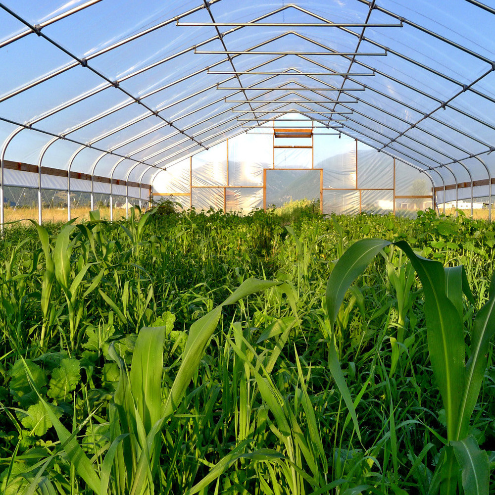 Плівка для теплиць Ginegar SunSaver Clear C-717 UV+IR+AD-AF+LD 150 мкм 12х500 м