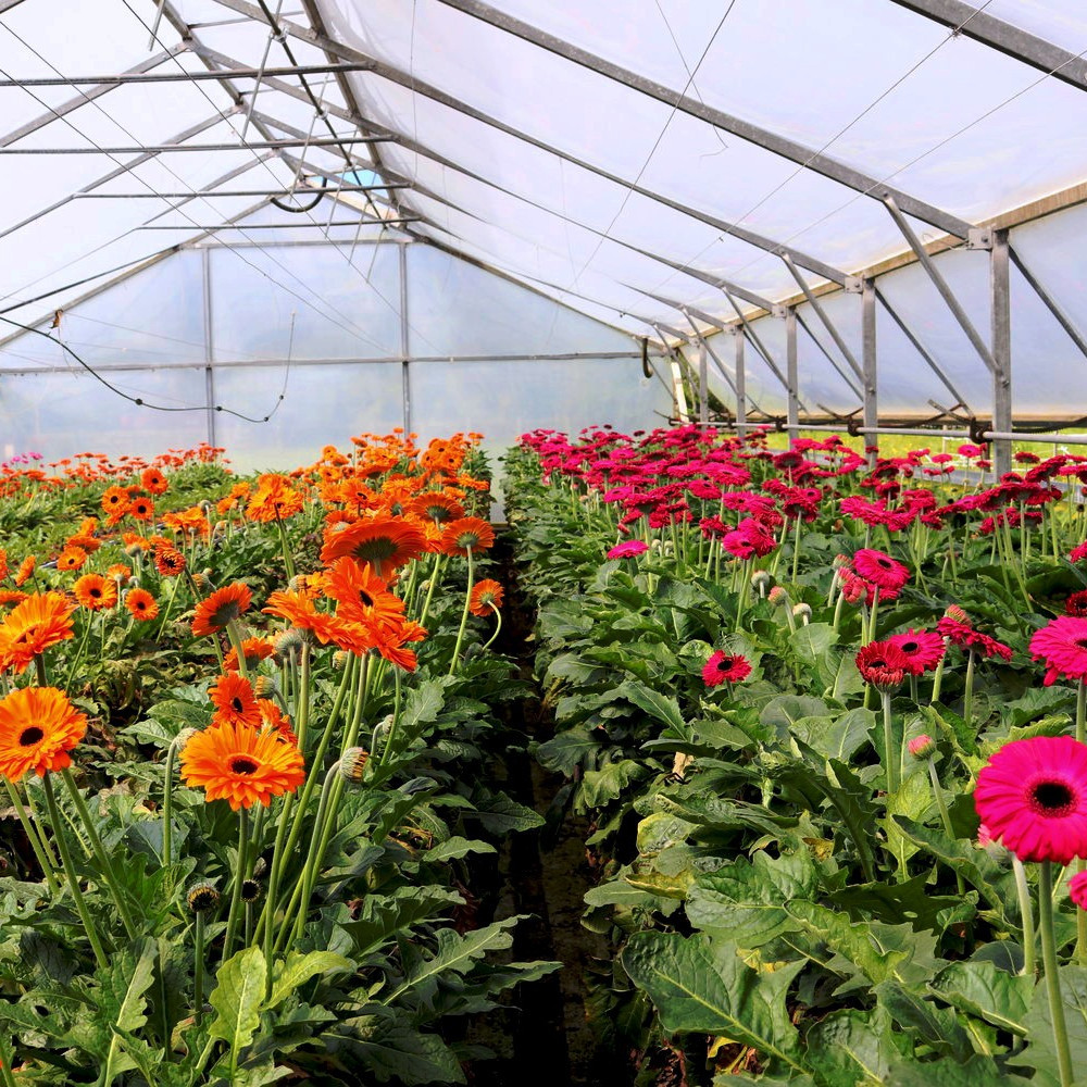 Плівка для теплиць Ginegar SunSaver Clear C-717 UV+IR+AD-AF+LD 150 мкм 14х500 м