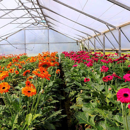 Плівка для теплиць Ginegar SunSaver Clear C-717 UV+IR+AD-AF+LD 150 мкм 14х500 м, фото 1