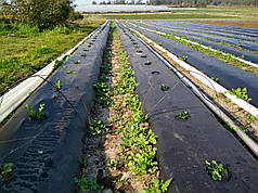 Мульчувальна плівка з перфорацією чорна Ginegar C-800 25 мкм 1,2х1000 м