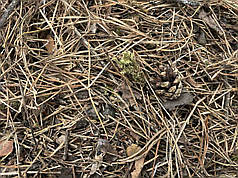 Сосновий опад 50 л