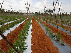 Мульчувальна плівка з перфорацією сріблясто-чорна Ginegar C-802 25 мкм 1,2х1000 м