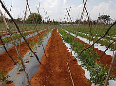 Мульчувальна плівка сріблясто-чорна Ginegar CAST C-804 25 мкм 1,4х1000 м