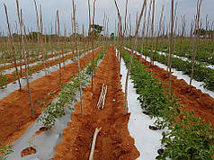 Мульчувальна плівка сріблясто-чорна Ginegar CAST C-804 25 мкм 1,2х1000 м