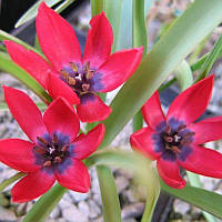 Тюльпан ботанічний Lilliput 6/7