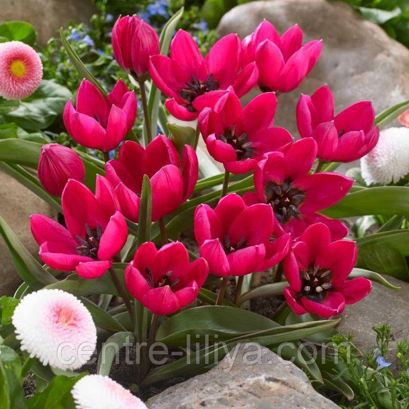 Тюльпан ботанічний Violacea 6/7