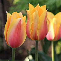 Тюльпан гігант Long Lady 12+