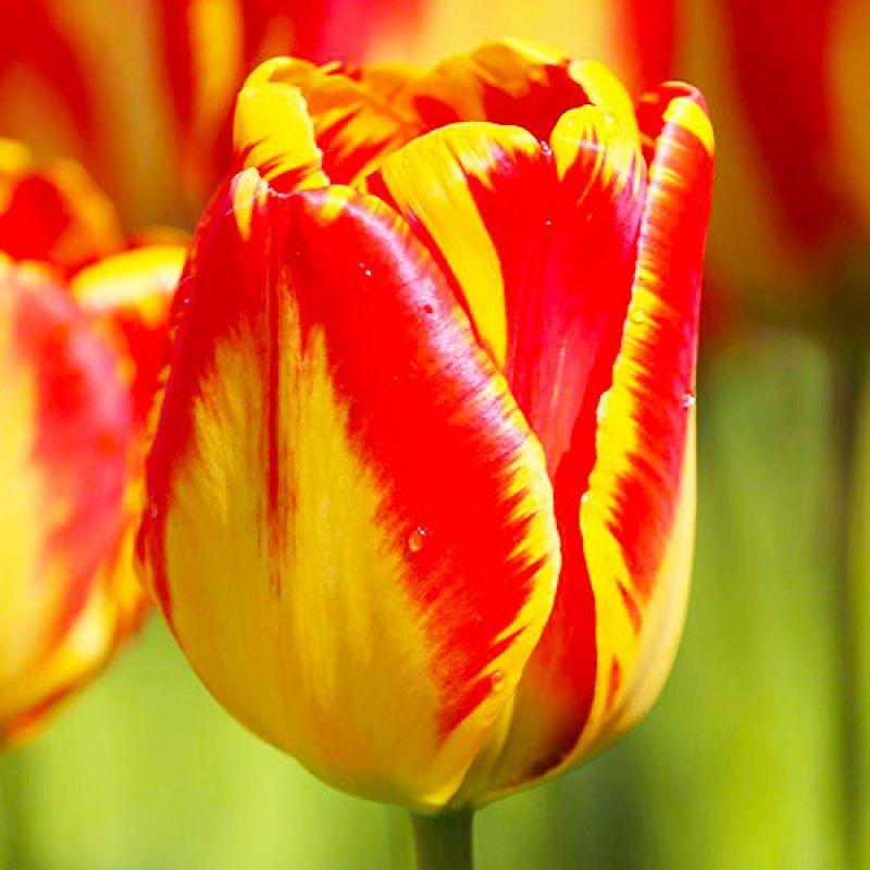 Тюльпан Дарвіна Banja Luka 11/12, фото 1