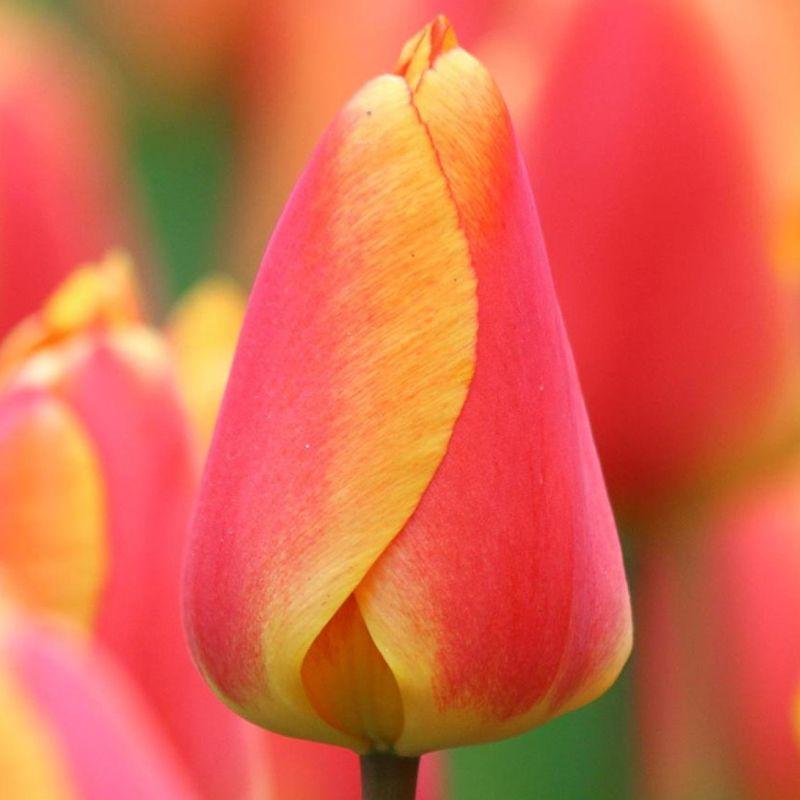 Тюльпан Дарвіна Oxford's Elite 12+, фото 1