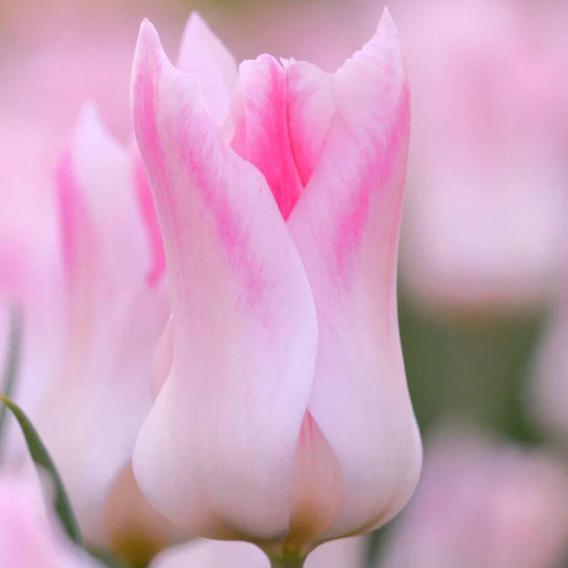 Тюльпан ліліподібний Holland Chic 11/12