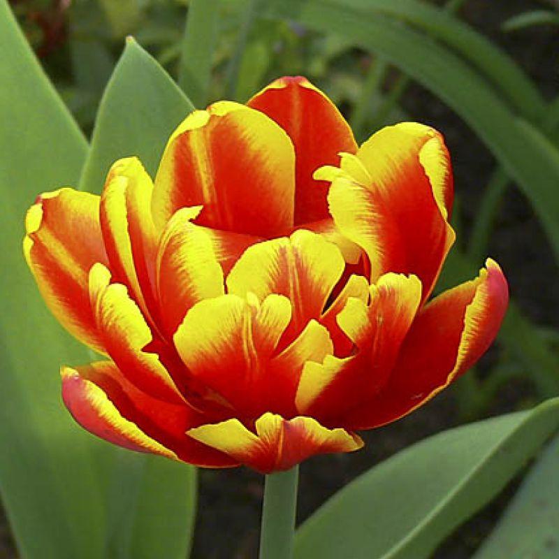 Тюльпан махровий Allegretto 11/12