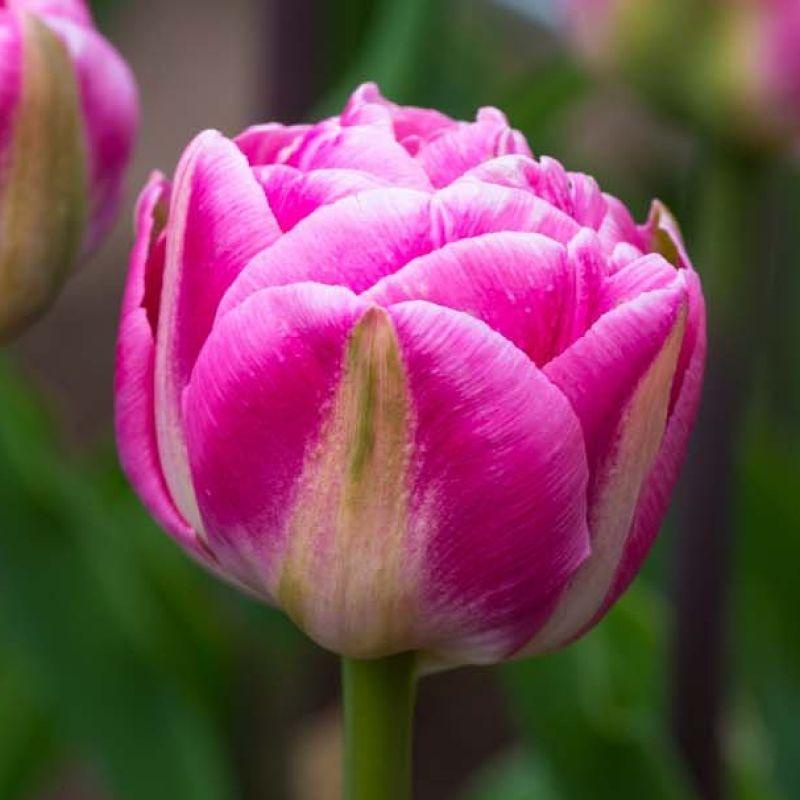 Тюльпан махровий Voque 12+, фото 1