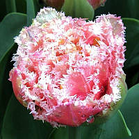 Тюльпан махровий оторочений Cool Crystal 12+