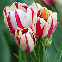 Тюльпан мультіфлора Flaming Club 12+