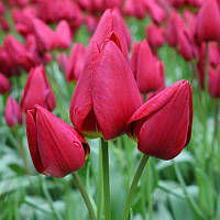 Тюльпан мультіфлора Georgette 12+