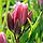 Тюльпан мультіфлора Happy Family 12+, фото 3
