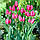 Тюльпан мультіфлора Happy Family 12+, фото 2