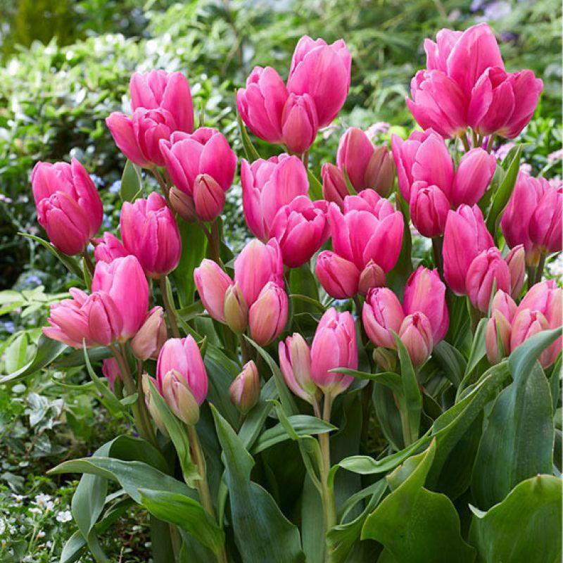 Тюльпан мультіфлора Happy Family 12+