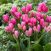 Тюльпан мультіфлора Happy Family 12+