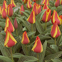 Тюльпан низький Грейга Border Queen 11/12