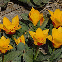 Тюльпан низький Грейга First Love 10/11