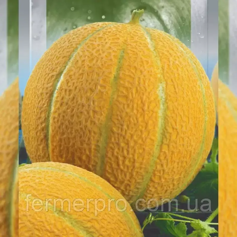 Насіння дині Джамбо 50 грам, Hortus. Італія, фото 1