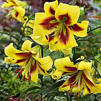 Лілія Robert Swanson 12/14