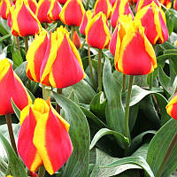 Тюльпан низький Грейга German Flag 12+