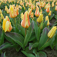 Тюльпан низький Грейга Miskodeed 10/11