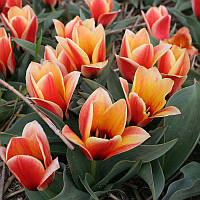 Тюльпан низький Грейга Whisky 11/12