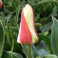 Тюльпан низький Грейга Zampa 11/12