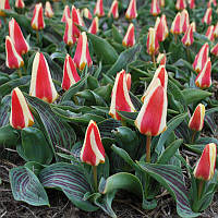 Тюльпан низький Кауфмана Glück 11/12