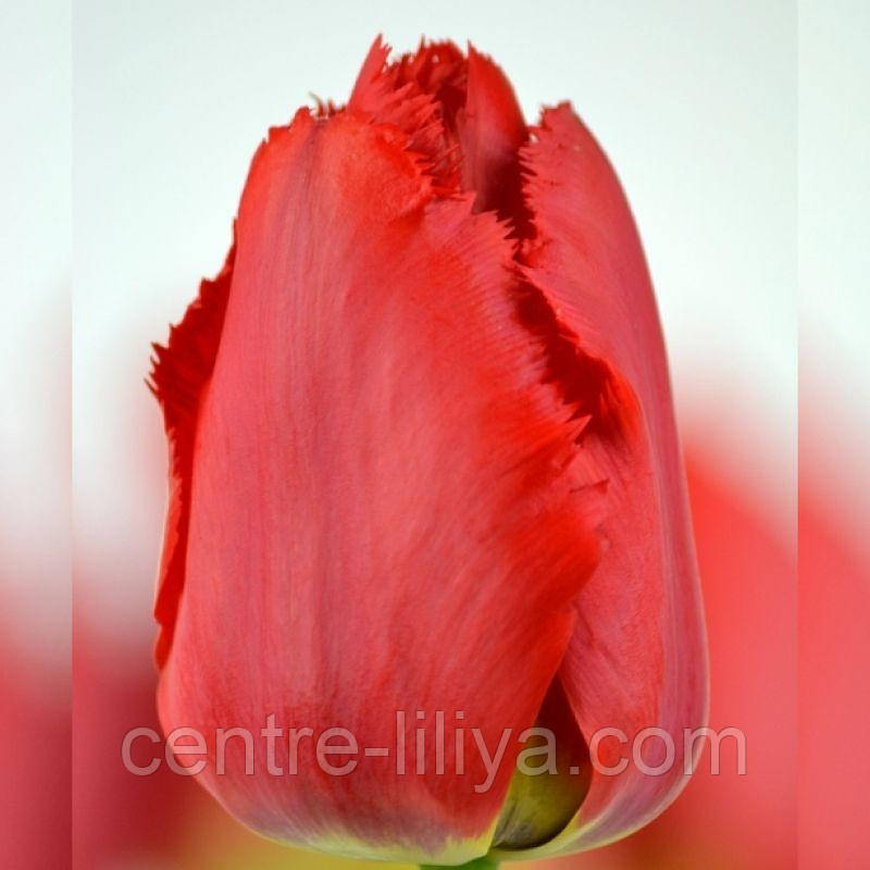 Тюльпан оторочений Crystal Beauty 12+