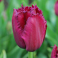 Тюльпан оторочений Curly Sue 11/12
